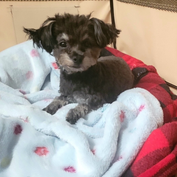 I donate to causes for children & women, gift unwanted & no Posh Shows - Picture 5 of 8